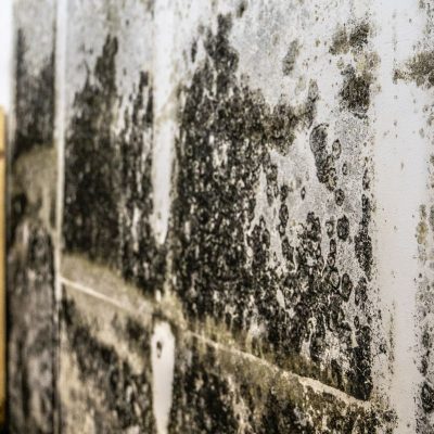 Black Mold Removal