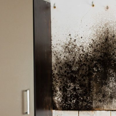 Black Mold Removal